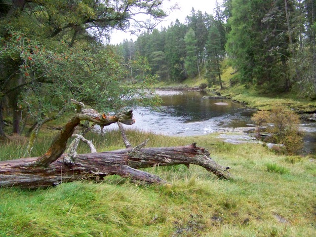 Linn Of Dee Thryve