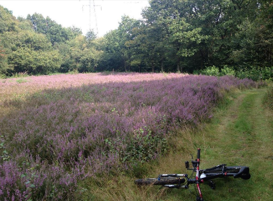 ribbesford bike park